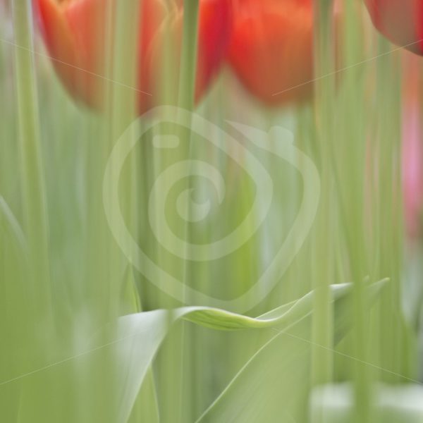 Soft focus red tulips - Nature Stock Photo Agency