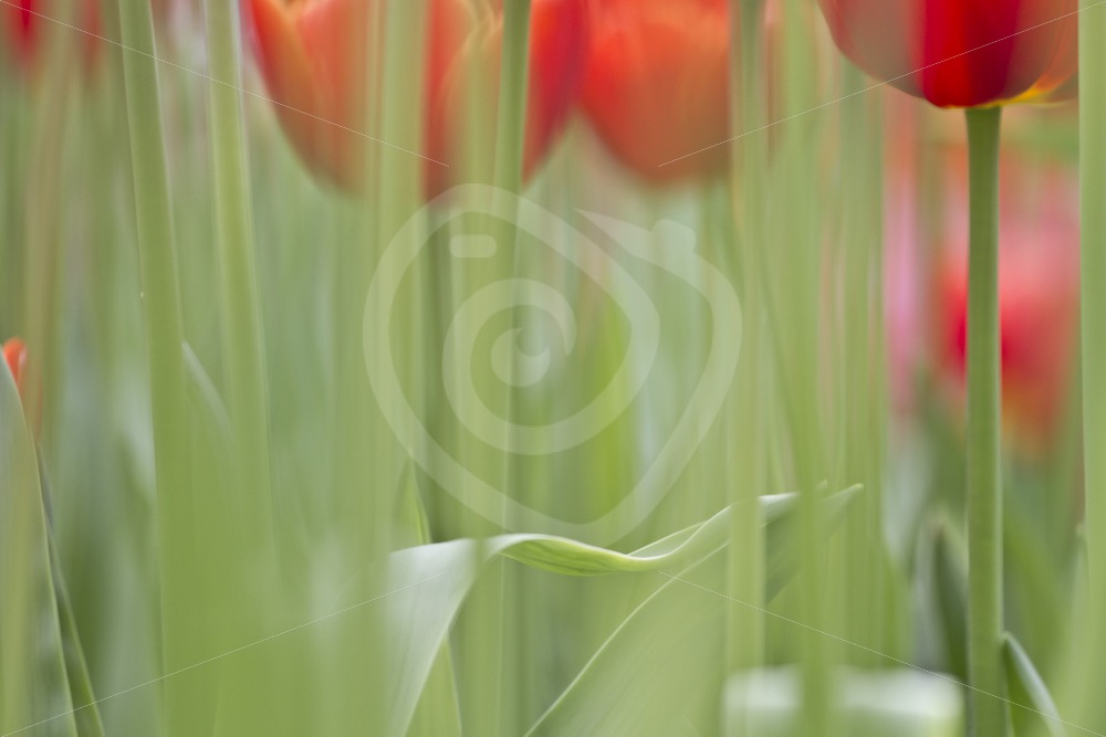 Soft focus red tulips - Nature Stock Photo Agency