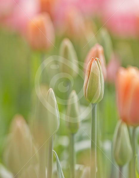 Soft focus tulip - Nature Stock Photo Agency