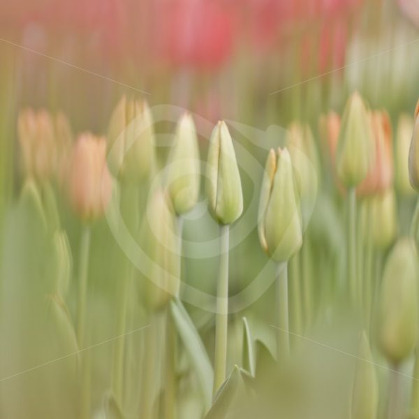 Soft focus tulips - Nature Stock Photo Agency