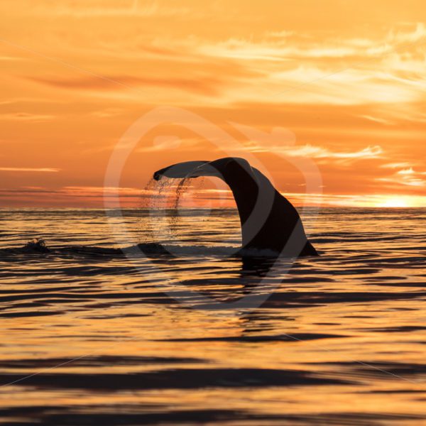 Sperm whale during midsummer night - Nature Stock Photo Agency