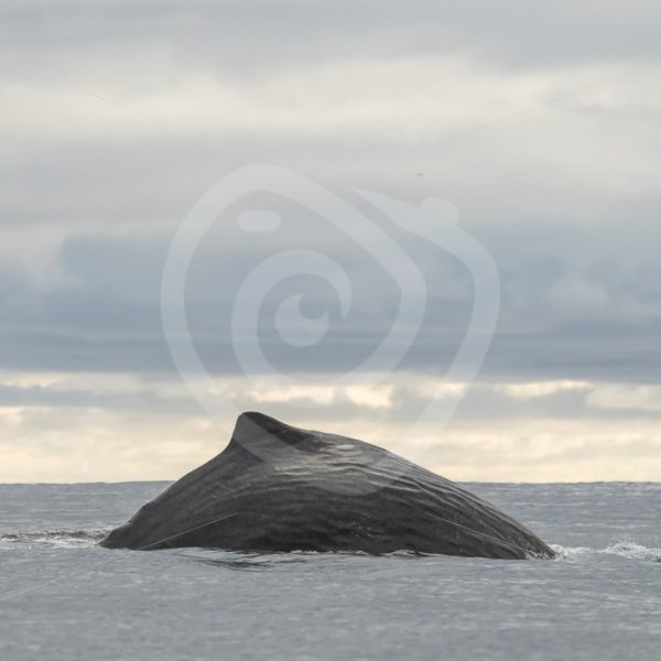 Spermwhale diving - Nature Stock Photo Agency