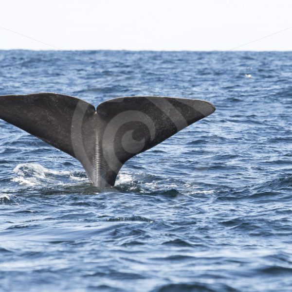 Spermwhale diving in Andenes Norway - Nature Stock Photo Agency