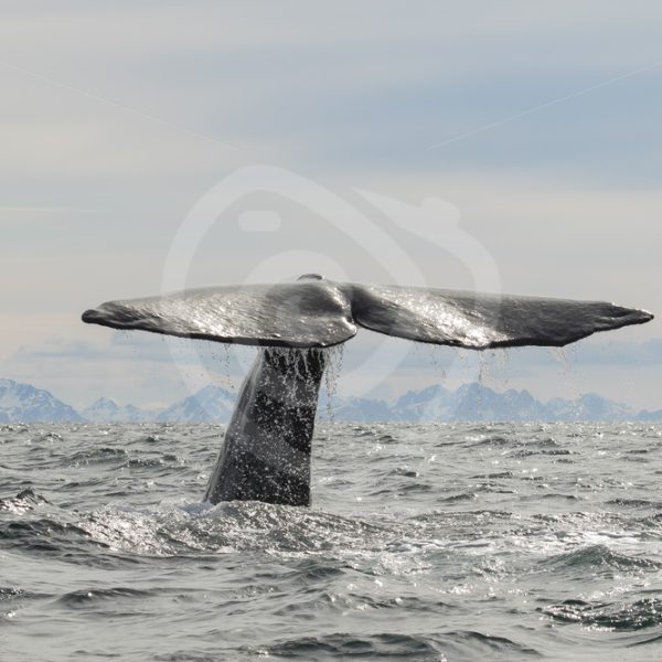 Spermwhale fluke view - Nature Stock Photo Agency