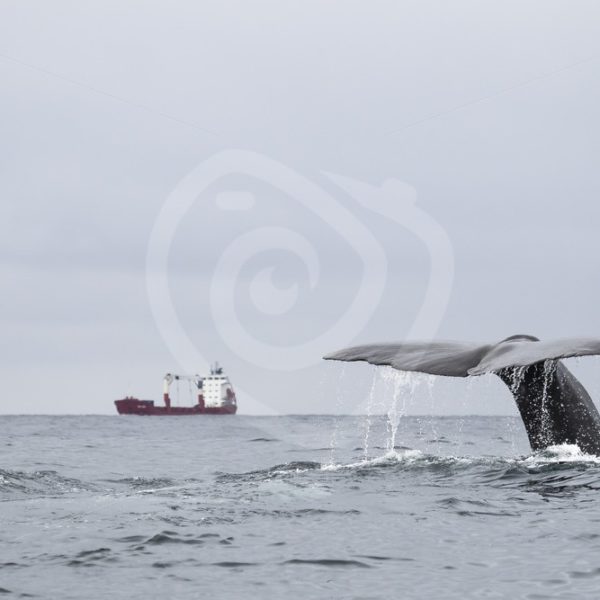 Spermwhale fluke with ship in the background - Nature Stock Photo Agency
