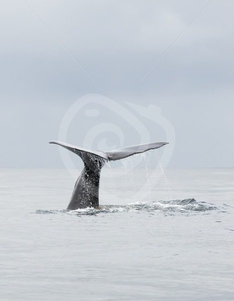 Spermwhale fluking in Norway - Nature Stock Photo Agency