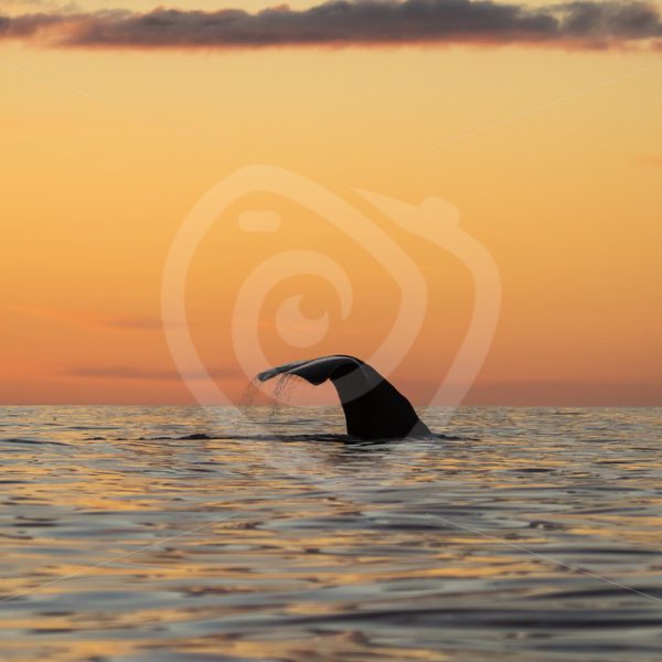 Spermwhale in the Norwegian sunset - Nature Stock Photo Agency