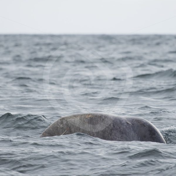 Spermwhale sleeping - Nature Stock Photo Agency