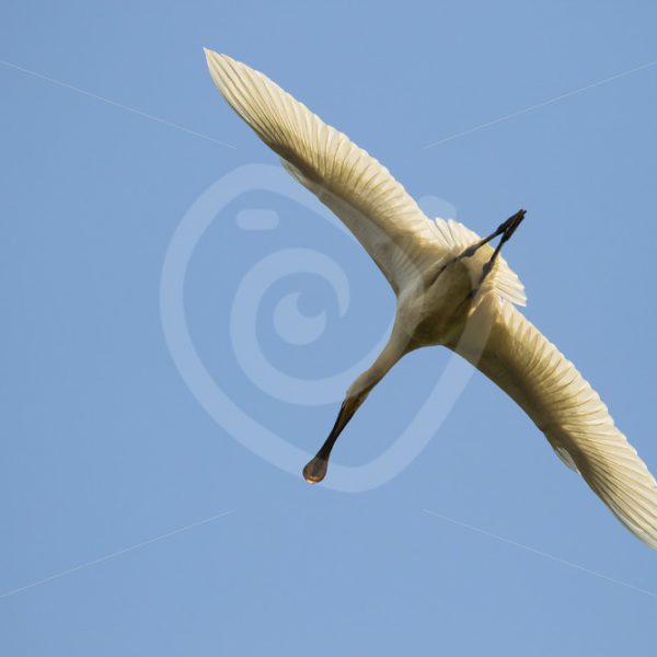 Spoonbill from below - Nature Stock Photo Agency