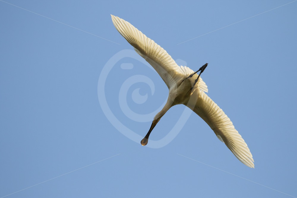 Spoonbill from below - Nature Stock Photo Agency