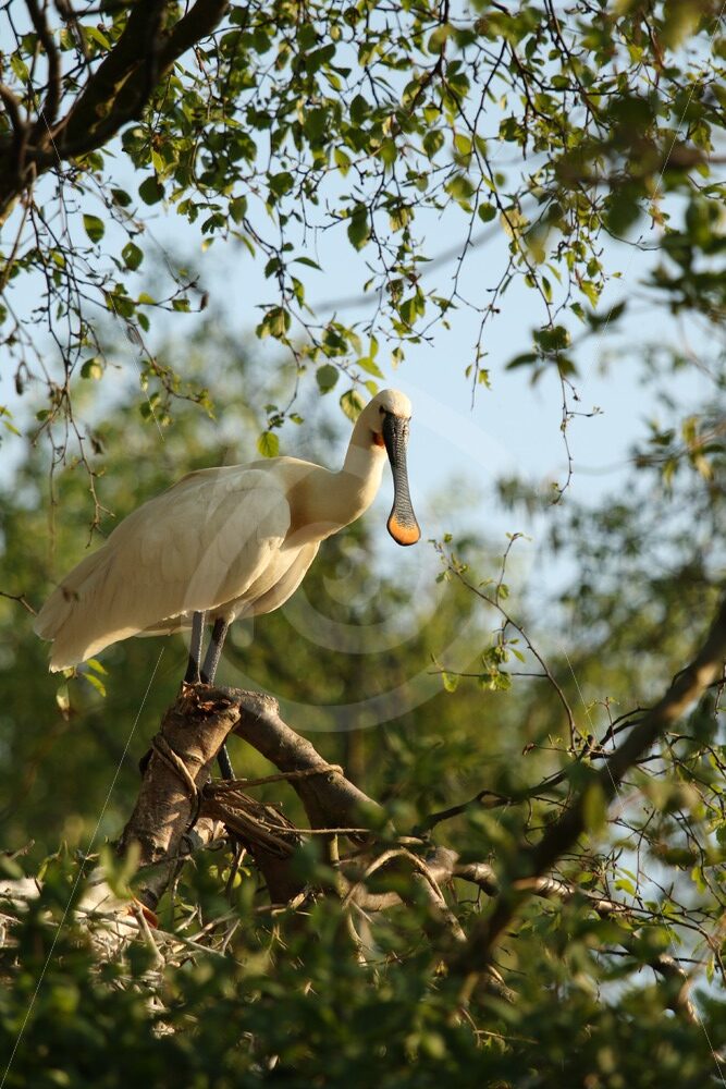 Spoonbill in treetop - Nature Stock Photo Agency