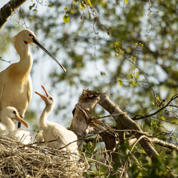 Spoonbill on next with chicks - Nature Stock Photo Agency
