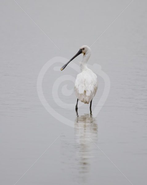 Spoonbill overlooking the lake - Nature Stock Photo Agency