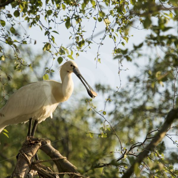 Spoonbill sitting in a treetop - Nature Stock Photo Agency