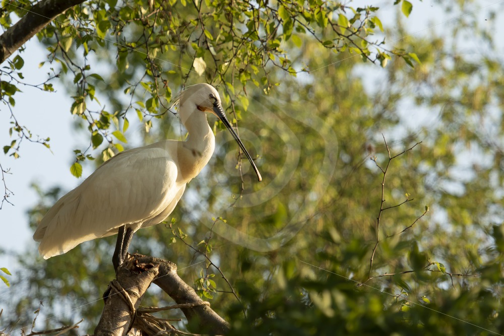 Spoonbill sitting in a treetop - Nature Stock Photo Agency