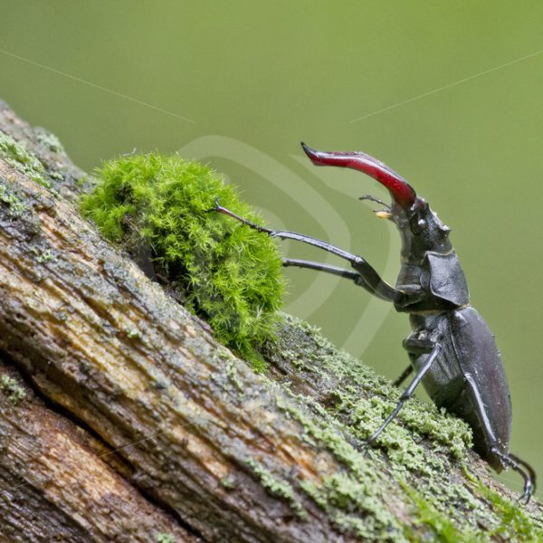 Stag beetle closeup with moss - Nature Stock Photo Agency