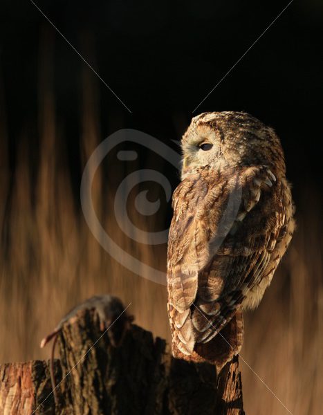 Tawny owl with a mouse as prey - Nature Stock Photo Agency