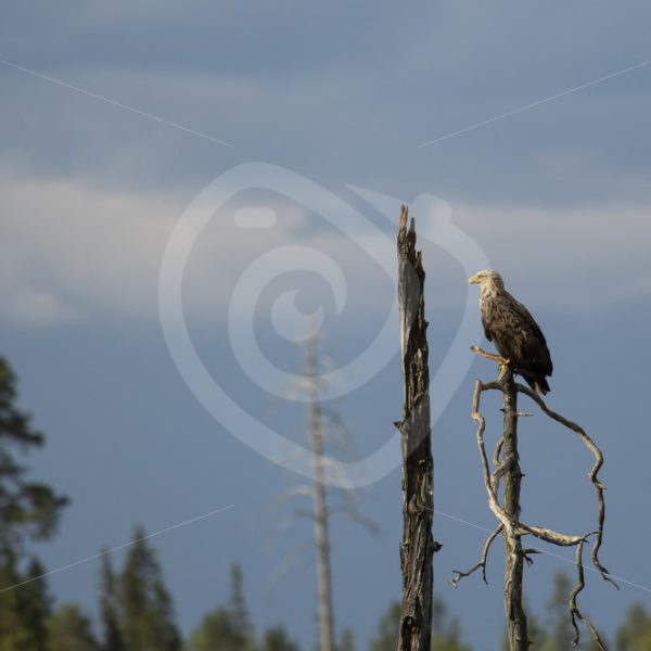 White-tailed eagle overlooking the area - Nature Stock Photo Agency