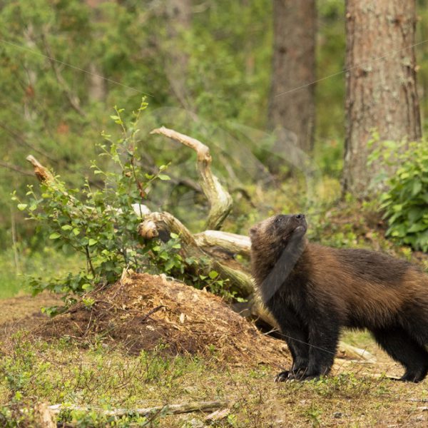Wolverine looking up in the woods of Finland - Nature Stock Photo Agency