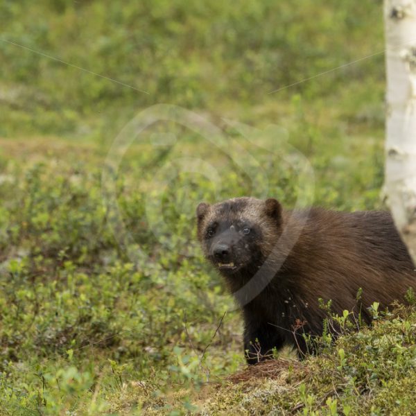 Wolverine with a birch in the woods - Nature Stock Photo Agency