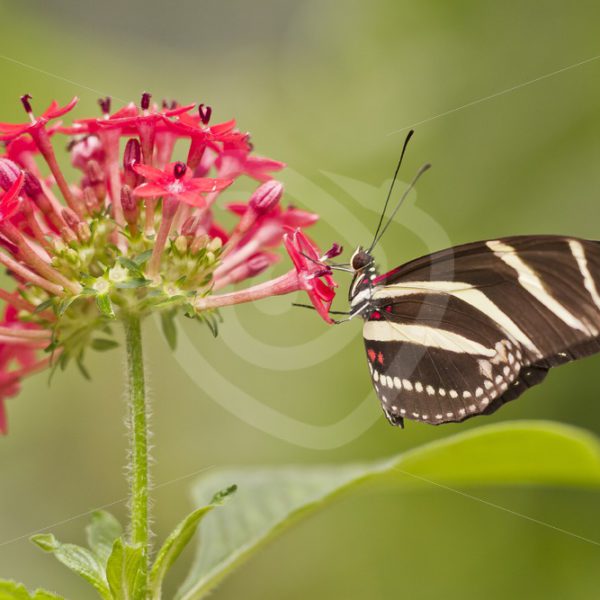 Zebra longwing (Heliconius charithonia) on a flower - Nature Stock Photo Agency