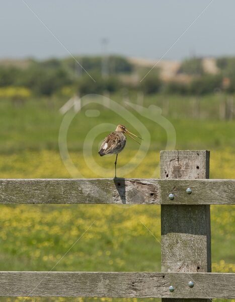 Black-tailed godwit on a wooden fence - Nature Stock Photo Agency