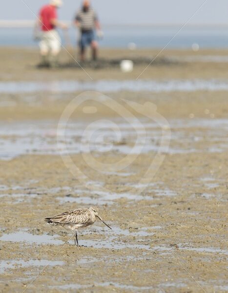 Black-tailed godwit with worm catchers in the back - Nature Stock Photo Agency