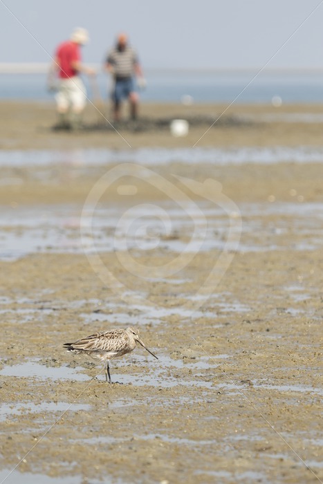 Black-tailed godwit with worm catchers in the back - Nature Stock Photo Agency