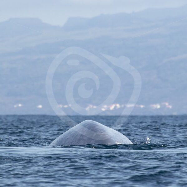 Blue whale diving in front of Lajes village - Nature Stock Photo Agency