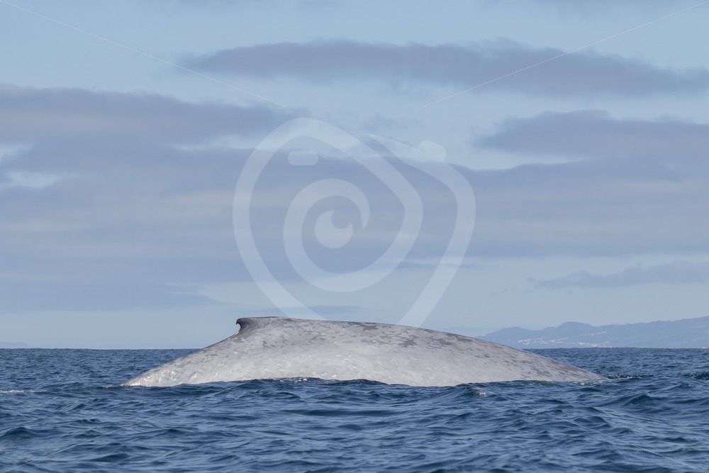 Blue whale passing by - Nature Stock Photo Agency