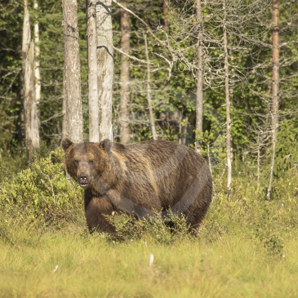 brown bear in sunny forest - Nature Stock Photo Agency