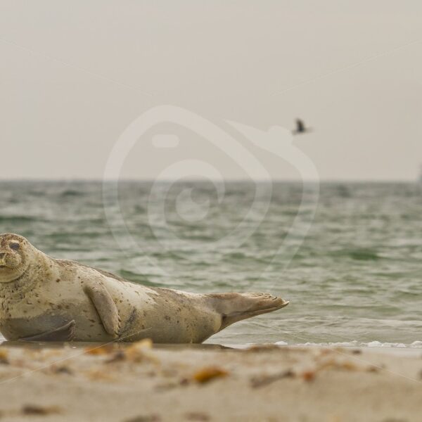Common harbor seal on the beach with scenery - Nature Stock Photo Agency