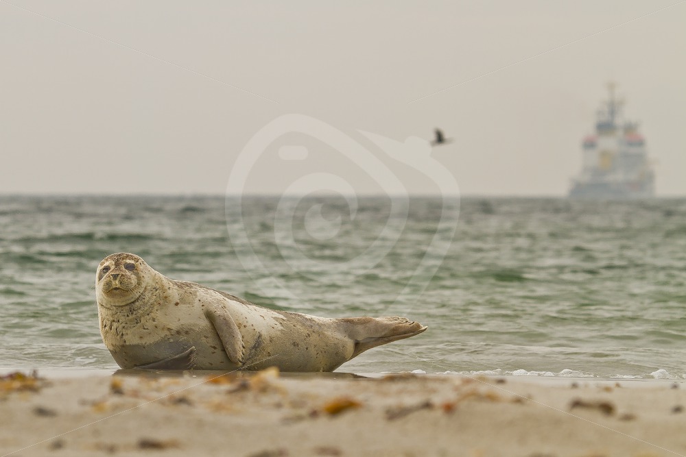 Common harbor seal on the beach with scenery - Nature Stock Photo Agency