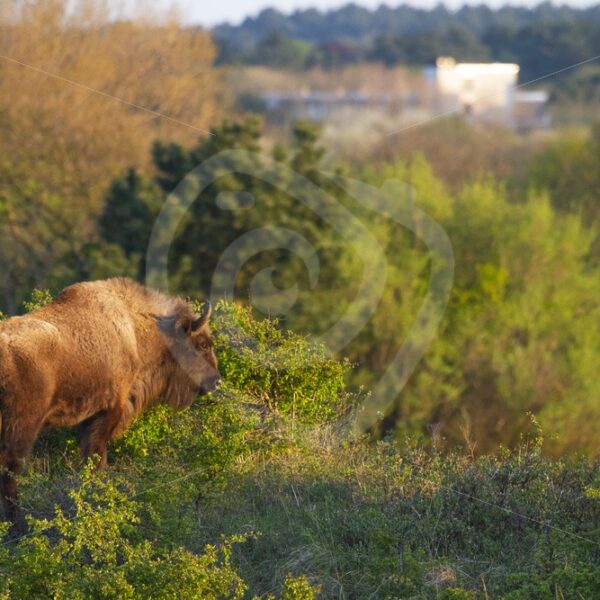 European bison near landhouse - Nature Stock Photo Agency