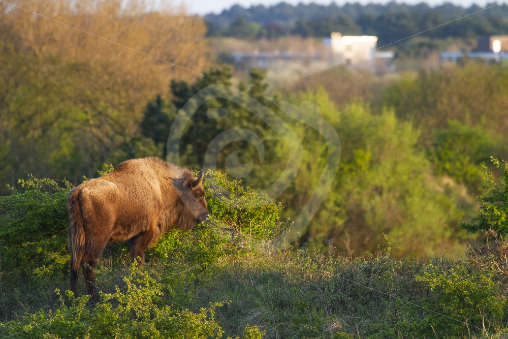 European bison near landhouse - Nature Stock Photo Agency