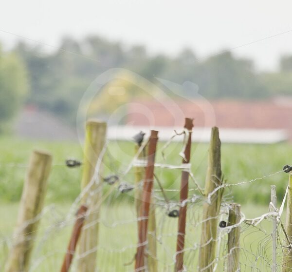 Little owl on a fence in the farming fields - Nature Stock Photo Agency