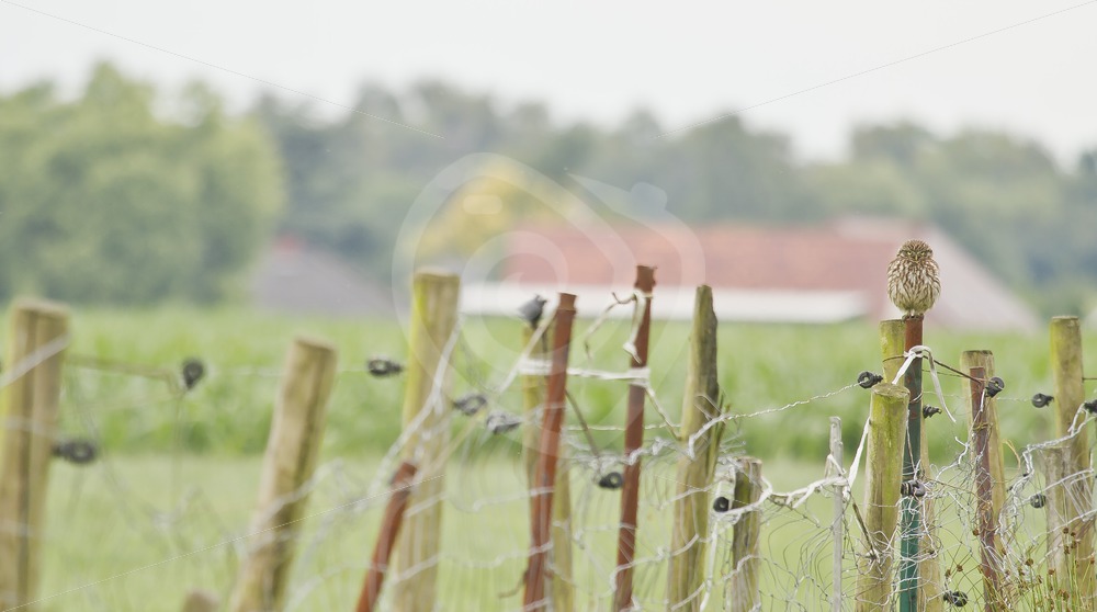 Little owl on a fence in the farming fields - Nature Stock Photo Agency