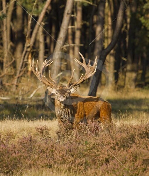 Male roe deer in the Veluwe - Nature Stock Photo Agency