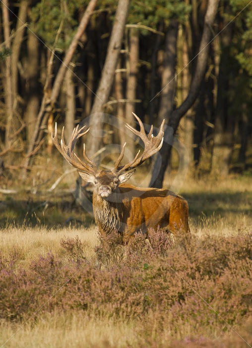 Male roe deer in the Veluwe - Nature Stock Photo Agency
