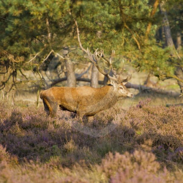 Male roe deer waiting females - Nature Stock Photo Agency