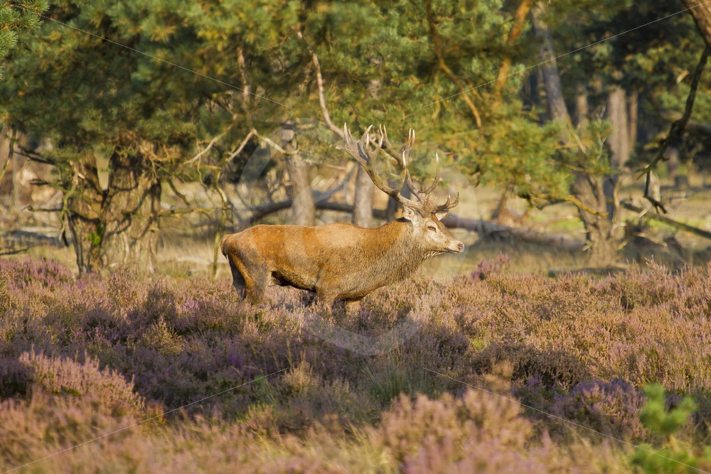 Male roe deer waiting females - Nature Stock Photo Agency