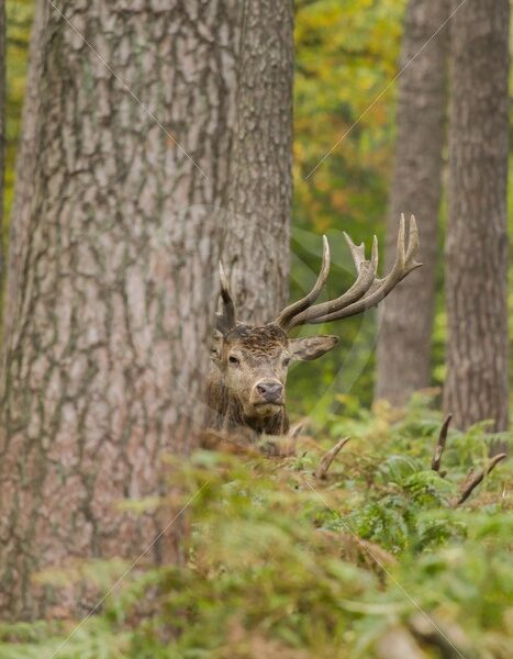 Roe deer between the ferns - Nature Stock Photo Agency
