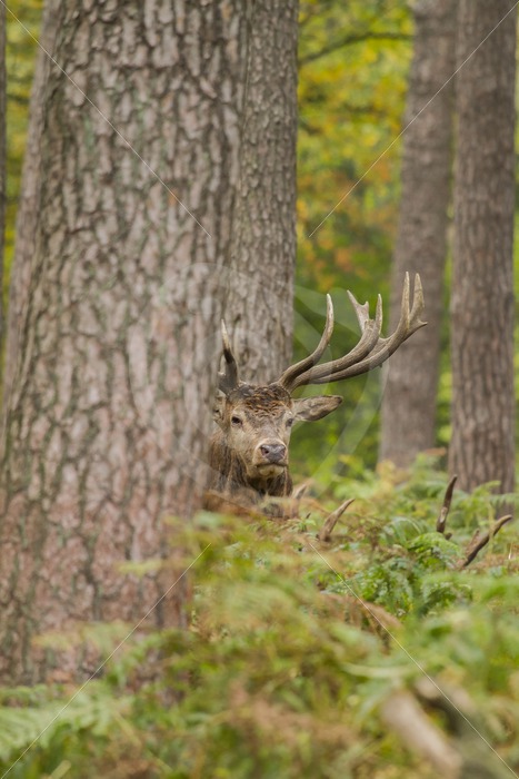Roe deer between the ferns - Nature Stock Photo Agency