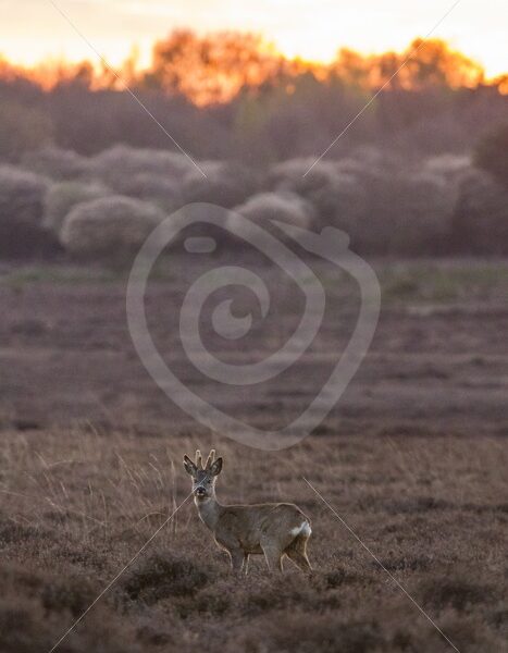 Roe deer during nightfall in the meadow - Nature Stock Photo Agency