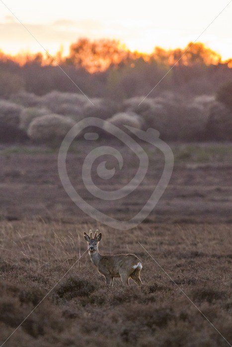 Roe deer during nightfall in the meadow - Nature Stock Photo Agency