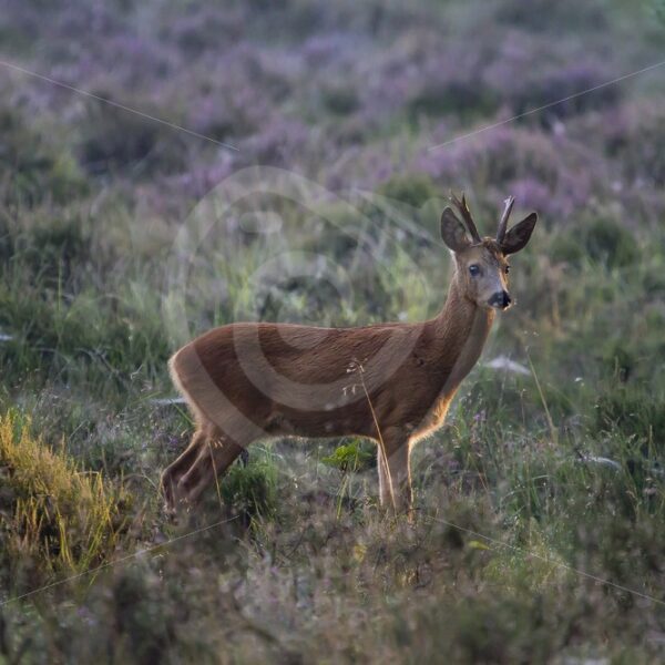 Roe deer early morning - Nature Stock Photo Agency
