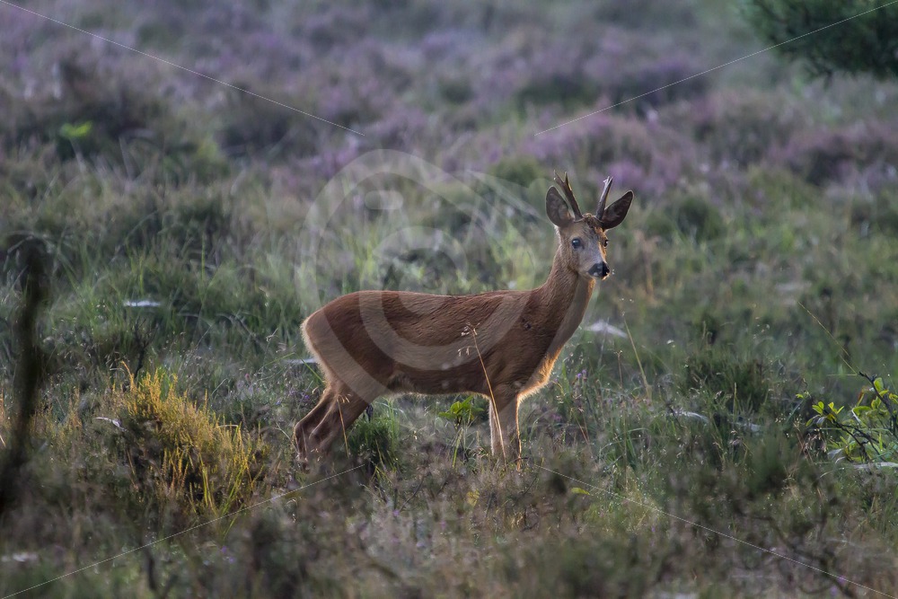 Roe deer early morning - Nature Stock Photo Agency