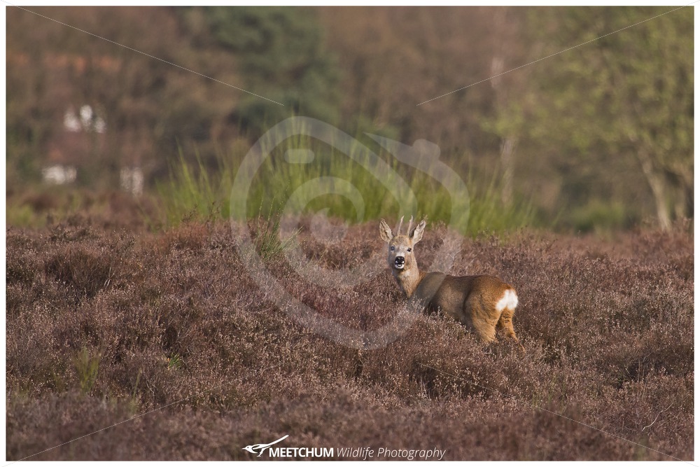 Roe deer in the moorland - Nature Stock Photo Agency