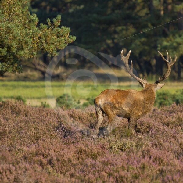 Roe deer looking away - Nature Stock Photo Agency