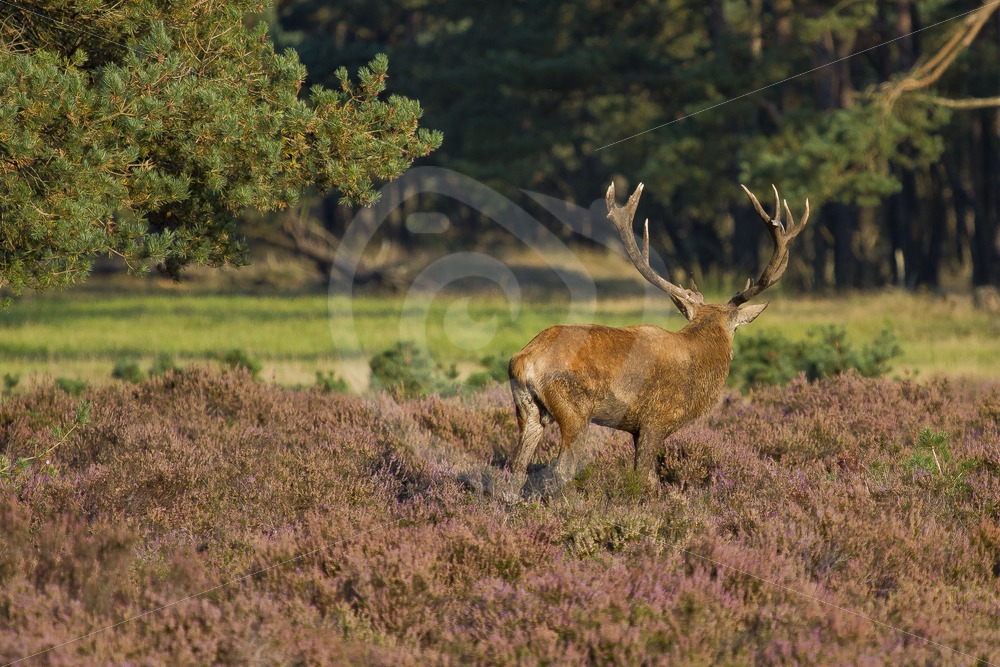 Roe deer looking away - Nature Stock Photo Agency